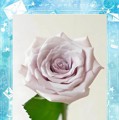 无芯花象征着什么？了解无芯花的深层寓意