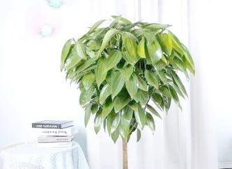 如何选择寓意吉祥的植物和花？好寓意的花和植物有哪些？