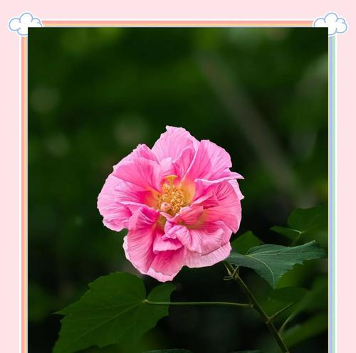 寓意好又美观的花有哪些？它们代表的含义是什么？