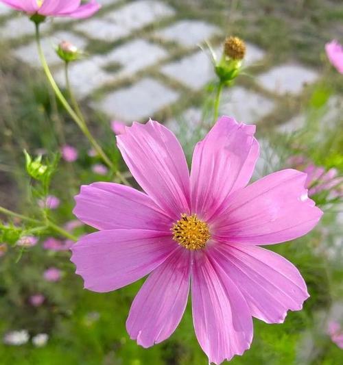 格桑花语的深意是什么？格桑花代表了哪些寓意？