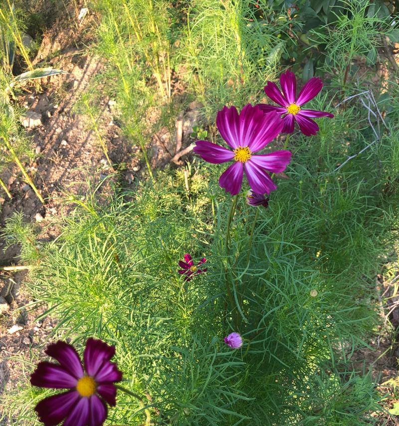 格桑花语的深意是什么？格桑花代表了哪些寓意？