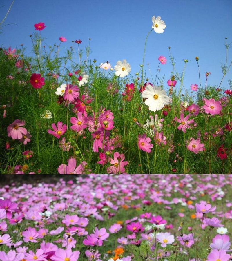 格桑花语的深意是什么？格桑花代表了哪些寓意？