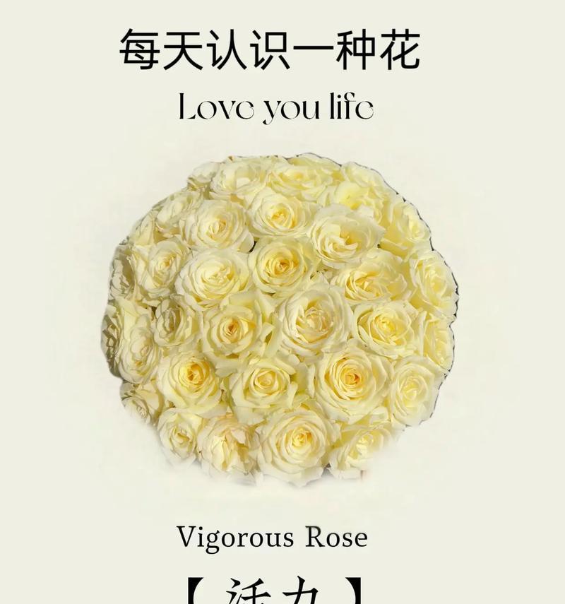 青春象征的花朵及其花语是什么