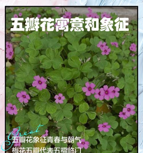 青春象征的花朵及其花语是什么