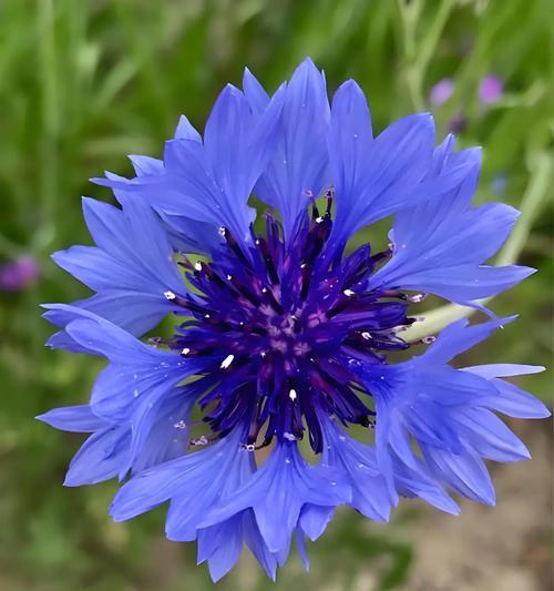 矢车菊的花语是什么意思？它象征着什么？