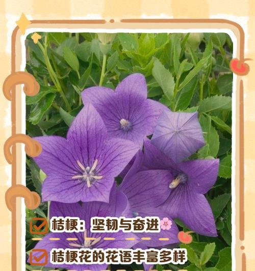 奇迹之花在哪里？花语中有哪些是奇迹的象征？