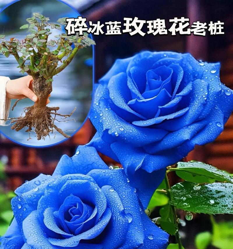 蓝色妖姬花语有何含义？代表了什么？