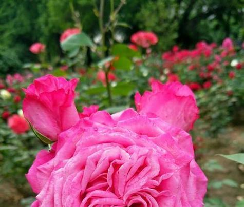哪些粉色花朵代表温柔？粉色花朵的温柔象征是什么？