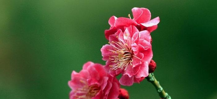 花喻人的寓意词语有哪些？它们的含义是什么？