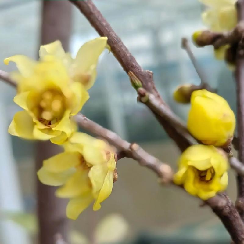 重逢的花象征什么情感？花语中重逢的花代表什么？
