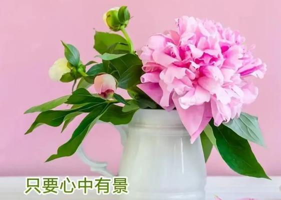 重逢的花象征什么情感？花语中重逢的花代表什么？