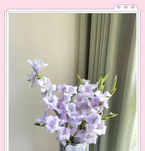 易折的花寓意何在？选择寓意好的易折花有哪些方法？