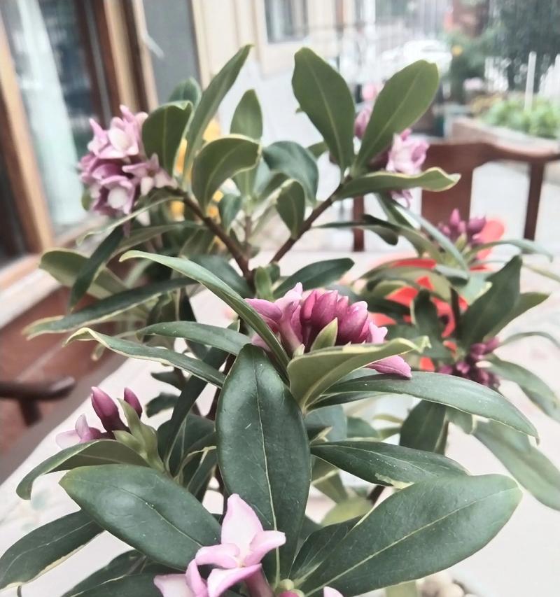 祥瑞之花包括哪些种类？