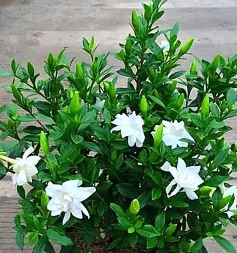 栀子花寓意的什么？栀子花的花语有哪些？