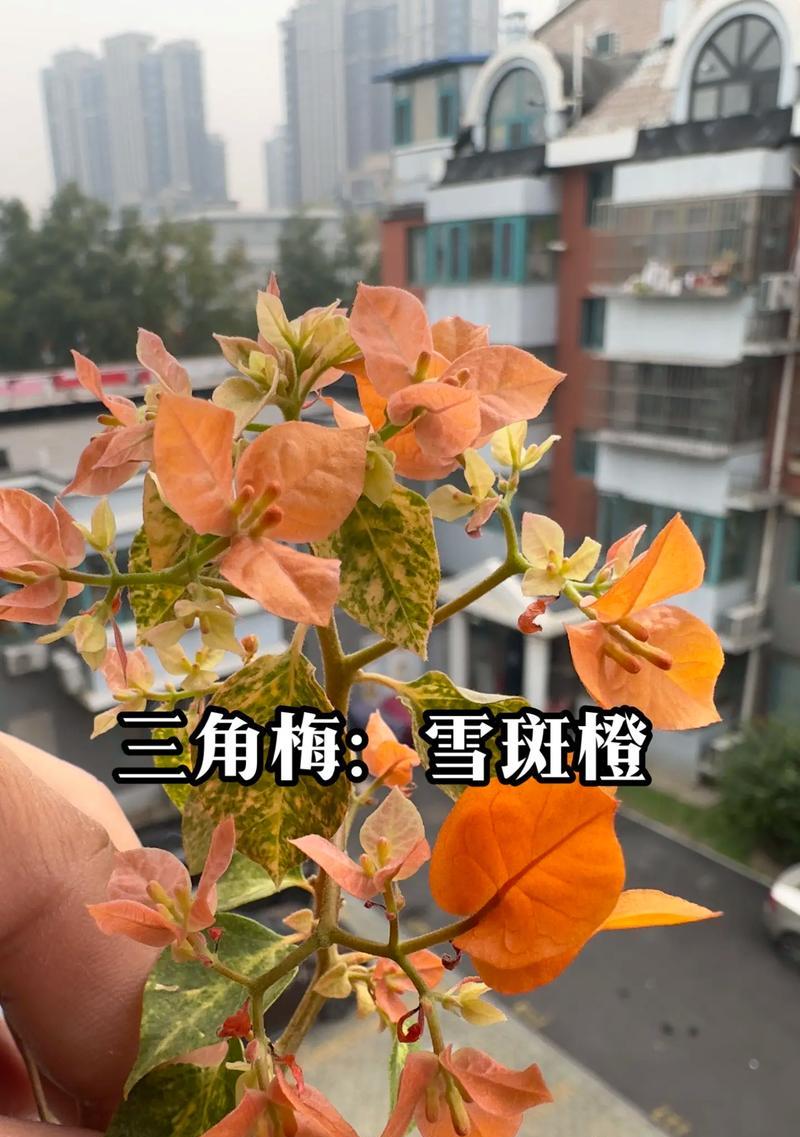 橘色花的含义是什么？