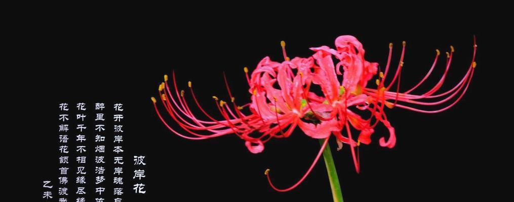 哪种花代表着幻想？