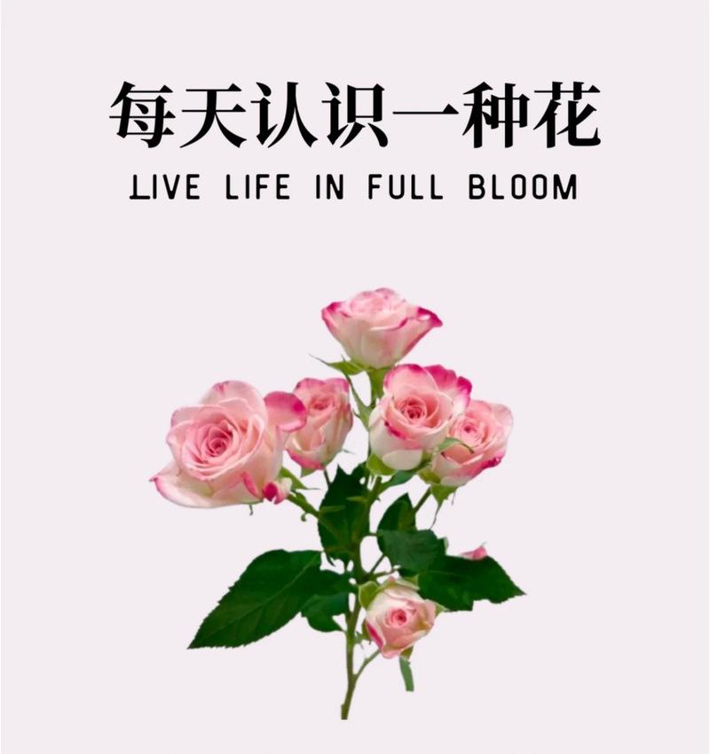 多头玫瑰的花语寓意是什么？它代表着什么？