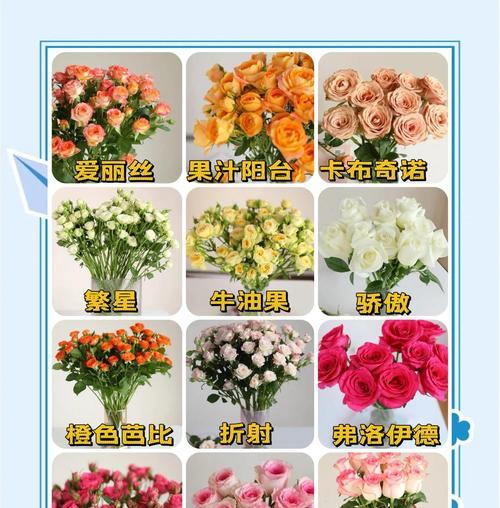多头玫瑰的花语寓意是什么？它代表着什么？
