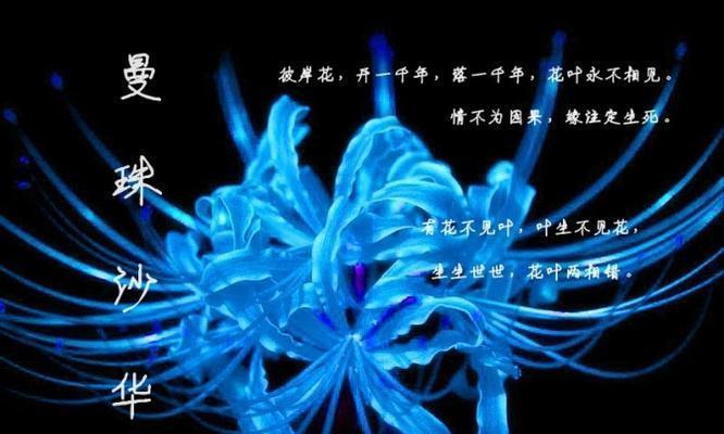 哪种花没有特别含义？是否存在没有象征意义的花？