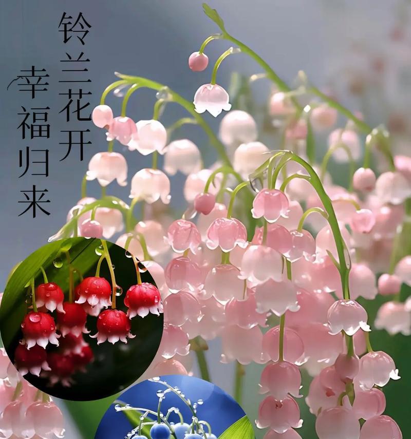 哪种花代表幸福快乐？幸福花语的含义是什么？
