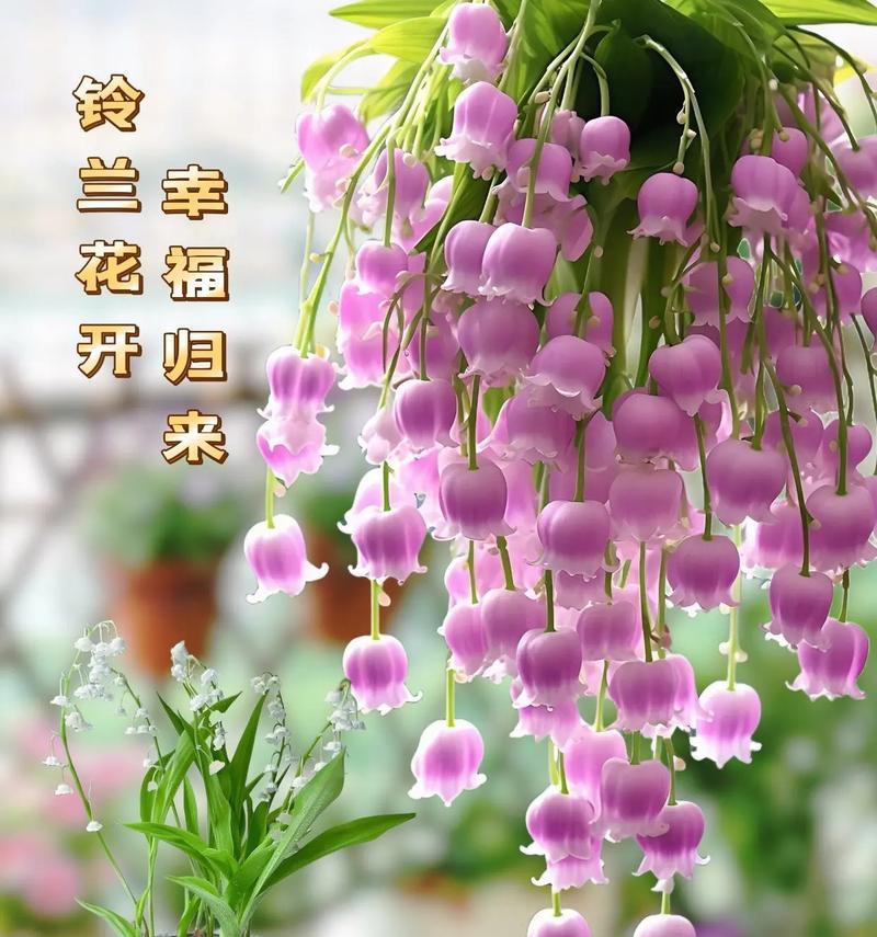 哪种花代表幸福快乐？幸福花语的含义是什么？