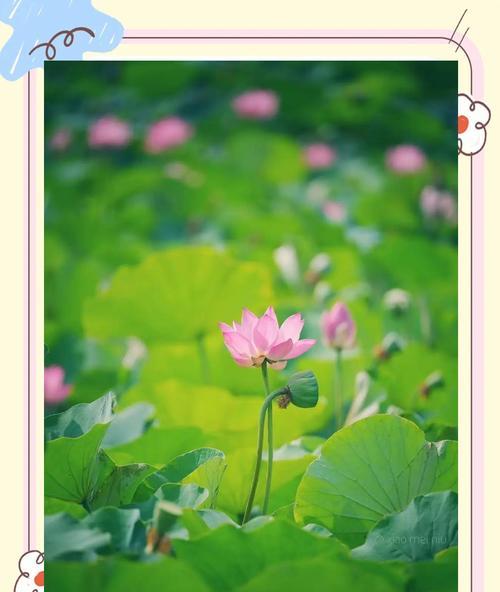 有哪些绿色花寓意？它们在花卉艺术中的地位如何？
