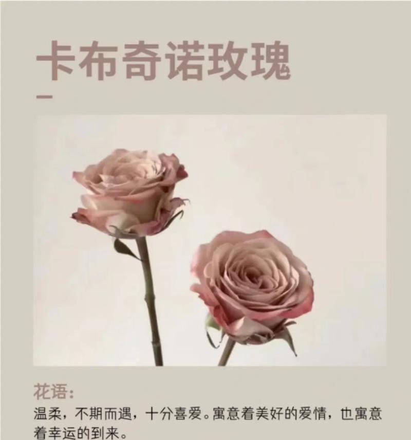 如何表达爱意？玫瑰花语的全面解读是什么？