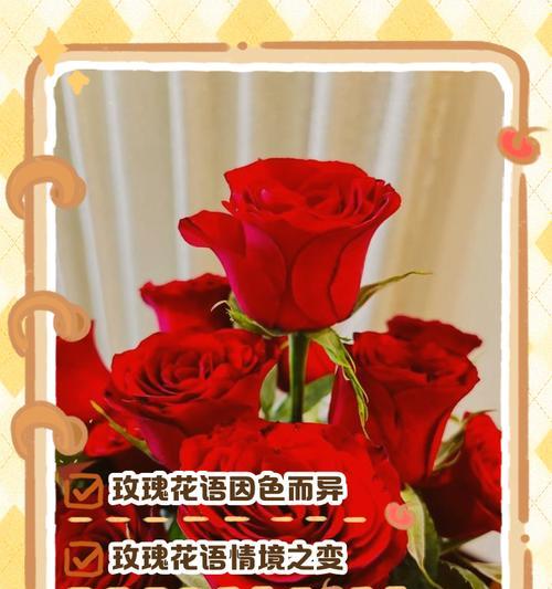 如何表达爱意？玫瑰花语的全面解读是什么？