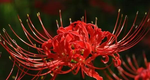 象征地狱的花有哪些？它们的花语是什么？