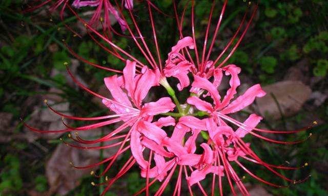 象征地狱的花有哪些？它们的花语是什么？