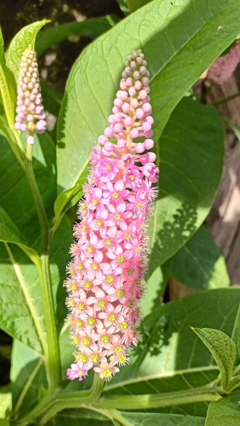 “花知道”背后的含义是什么？这个短语隐藏的寓意？