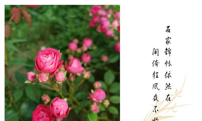 喜欢的花花语象征有哪些？