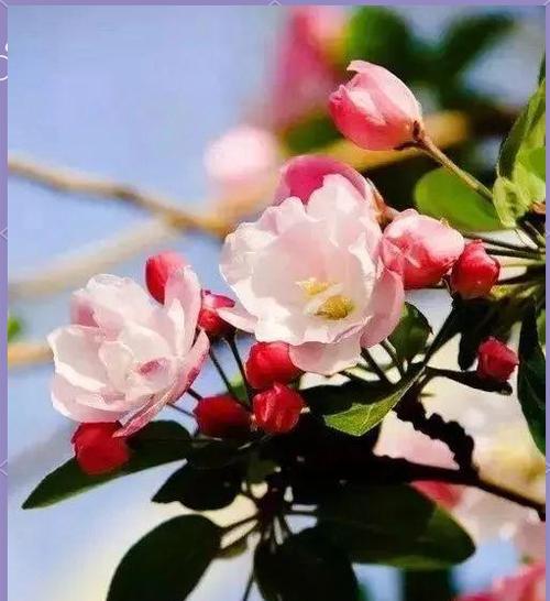 寻找的花朵象征着什么？有哪些花代表寻觅？