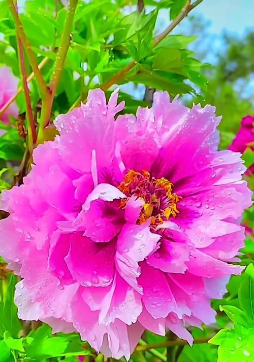 寻找的花朵象征着什么？有哪些花代表寻觅？