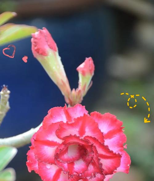 寻找的花朵象征着什么？有哪些花代表寻觅？