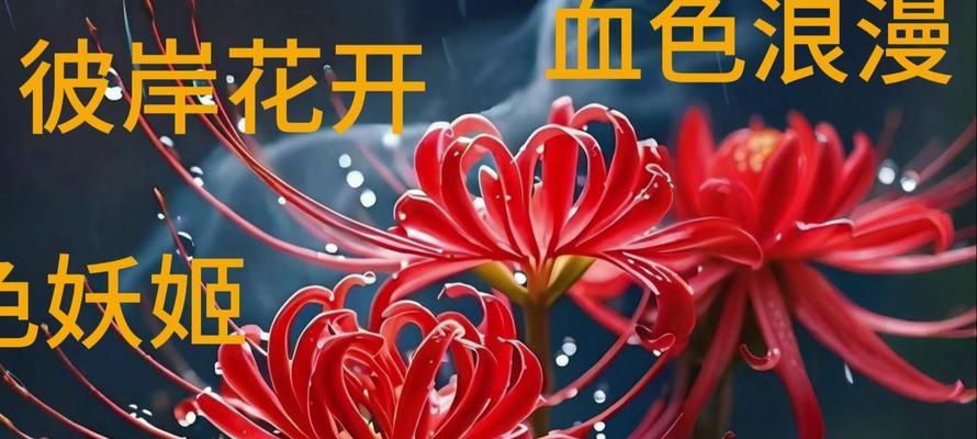 哪五种花具有特别的寓意？它们各自代表什么？