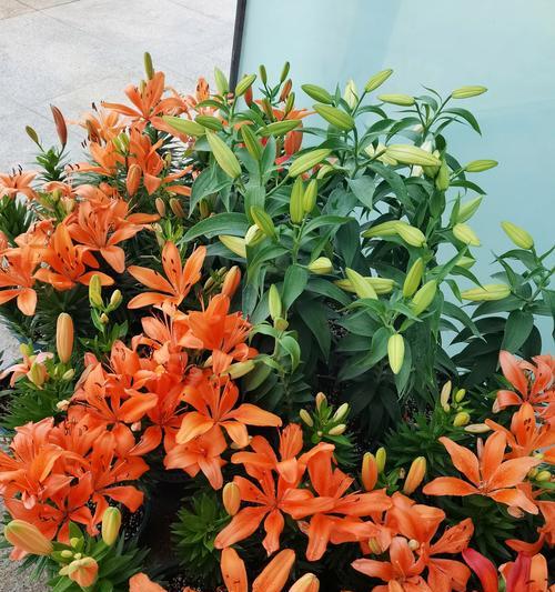 车花的花语含义是什么？它们在装饰中的作用是什么？