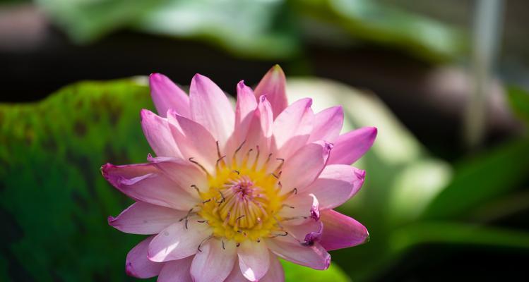 花象征不主动有哪些？