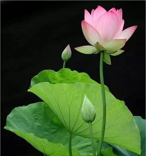 花象征不主动有哪些？