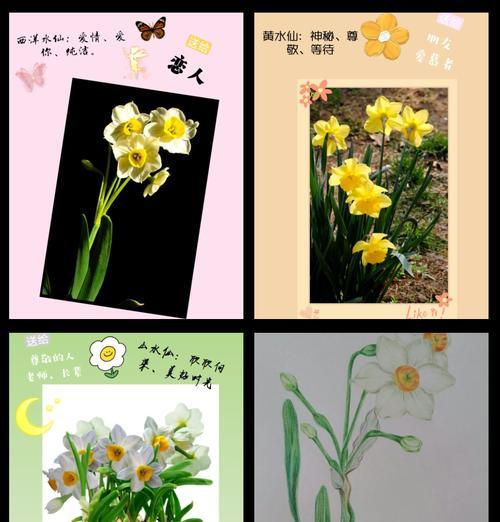 十一枝花的含义是什么？十一朵花的花语和寓意是什么？