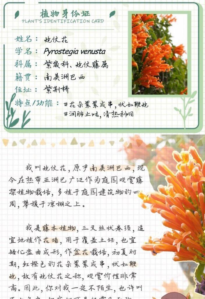 十一枝花的含义是什么？十一朵花的花语和寓意是什么？