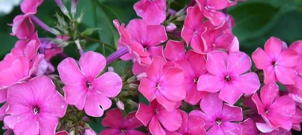 开不败的花代表什么？开不败花的深层含义是什么？