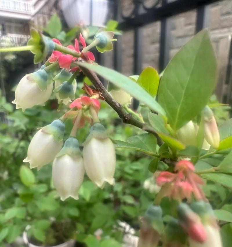 只爱花的含义是什么？花痴在花卉语言中代表了什么？