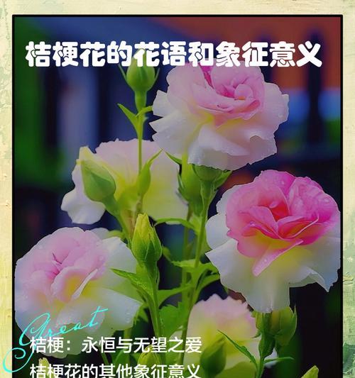 白桔梗花象征着什么？它的花语有哪些？