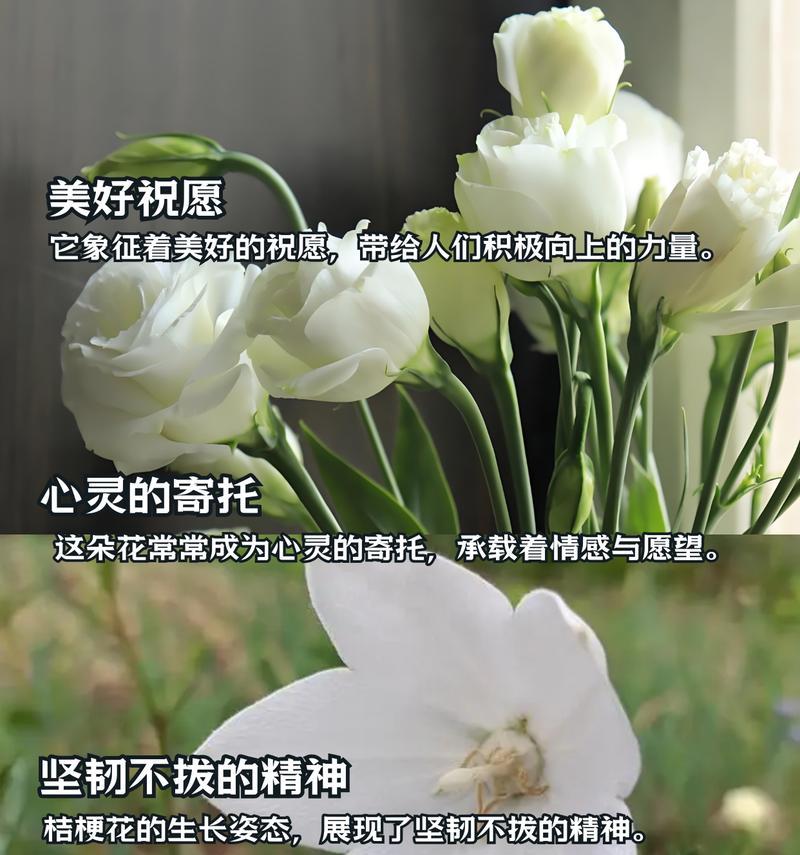 白桔梗花象征着什么？它的花语有哪些？