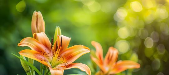 橙色百合花的寓意是什么？