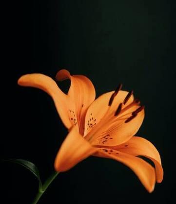 橙色百合花的寓意是什么？