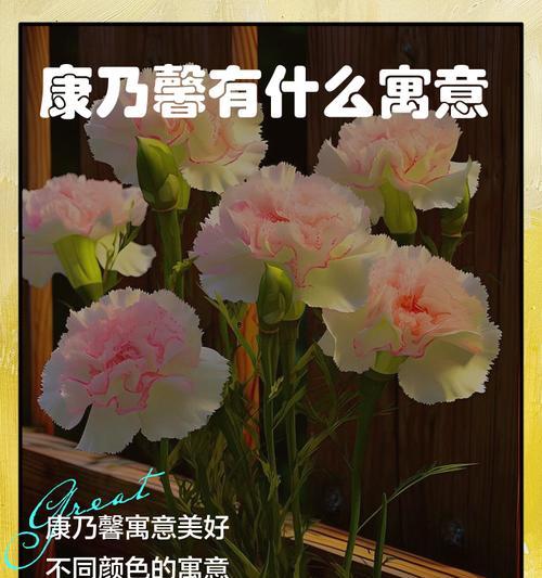 康乃馨不同颜色的含义是什么？