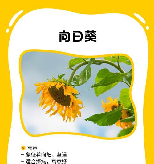 医院送花的含义是什么？探病时应选择哪种花卉？