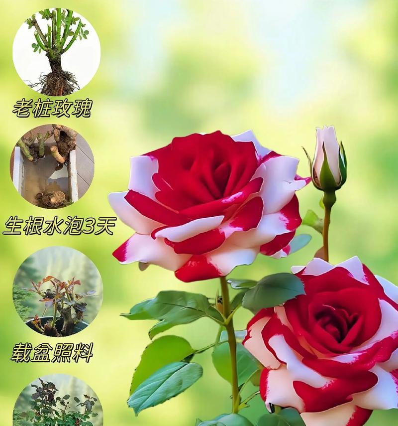 玫瑰花有哪些寓意友情的含义？